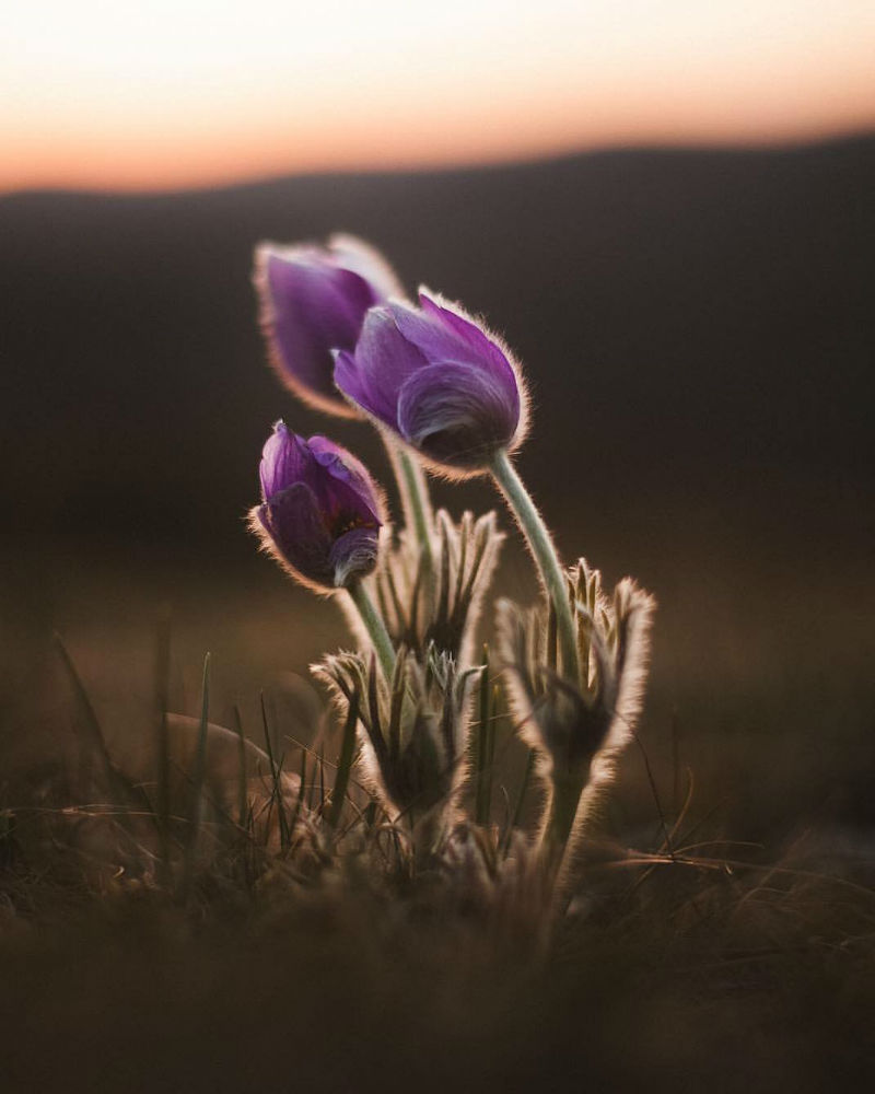 Отдых весной в Крыму: цветы в горах