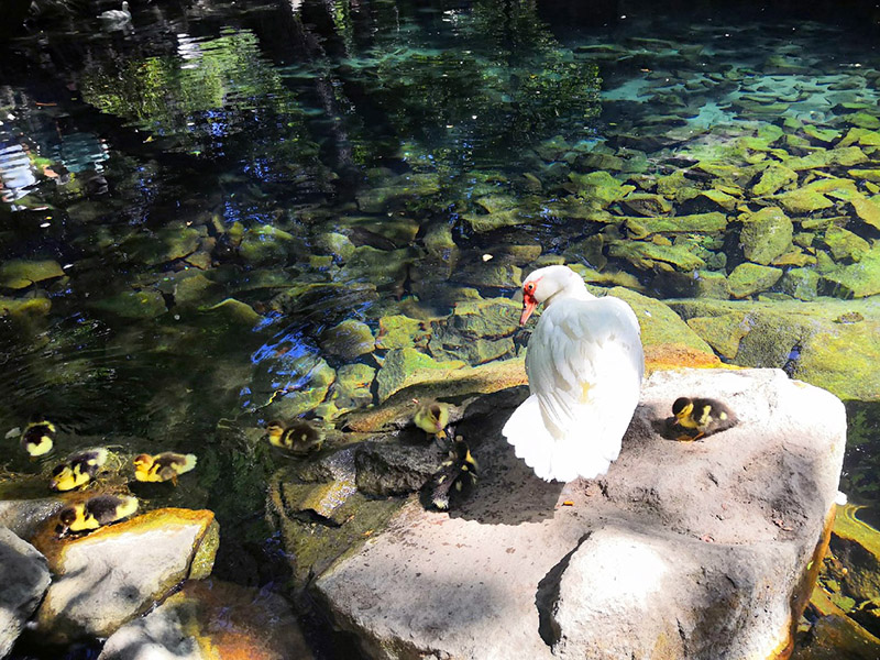 Отдых в городе Алупка Крым фото 