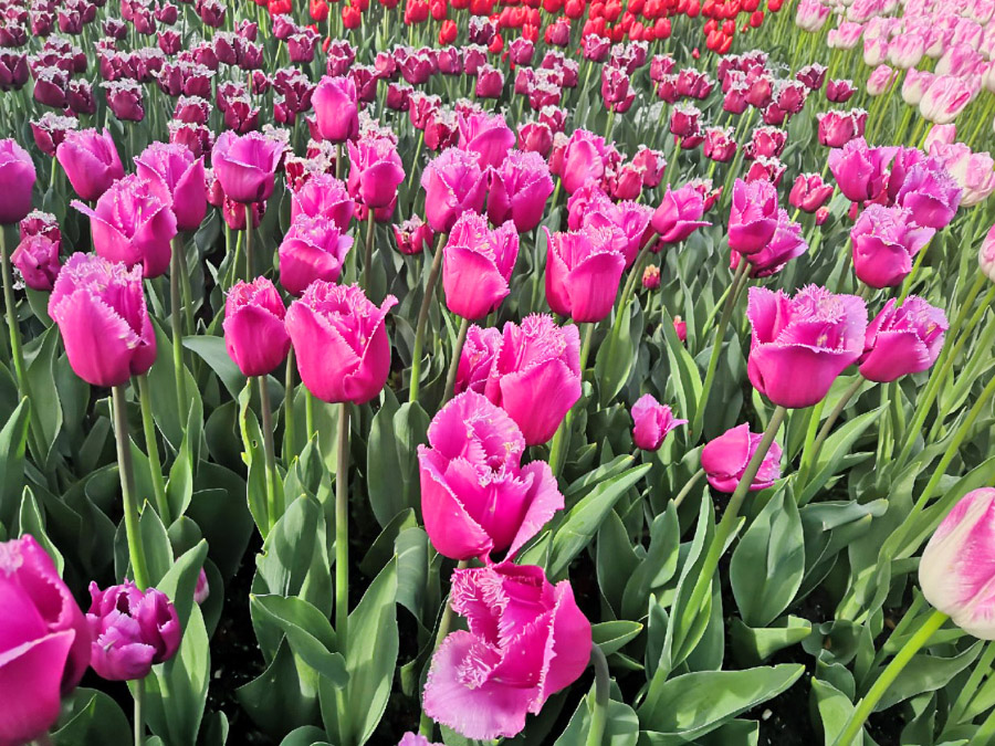 Парад тюльпанов 2022 в Никитском саду фото